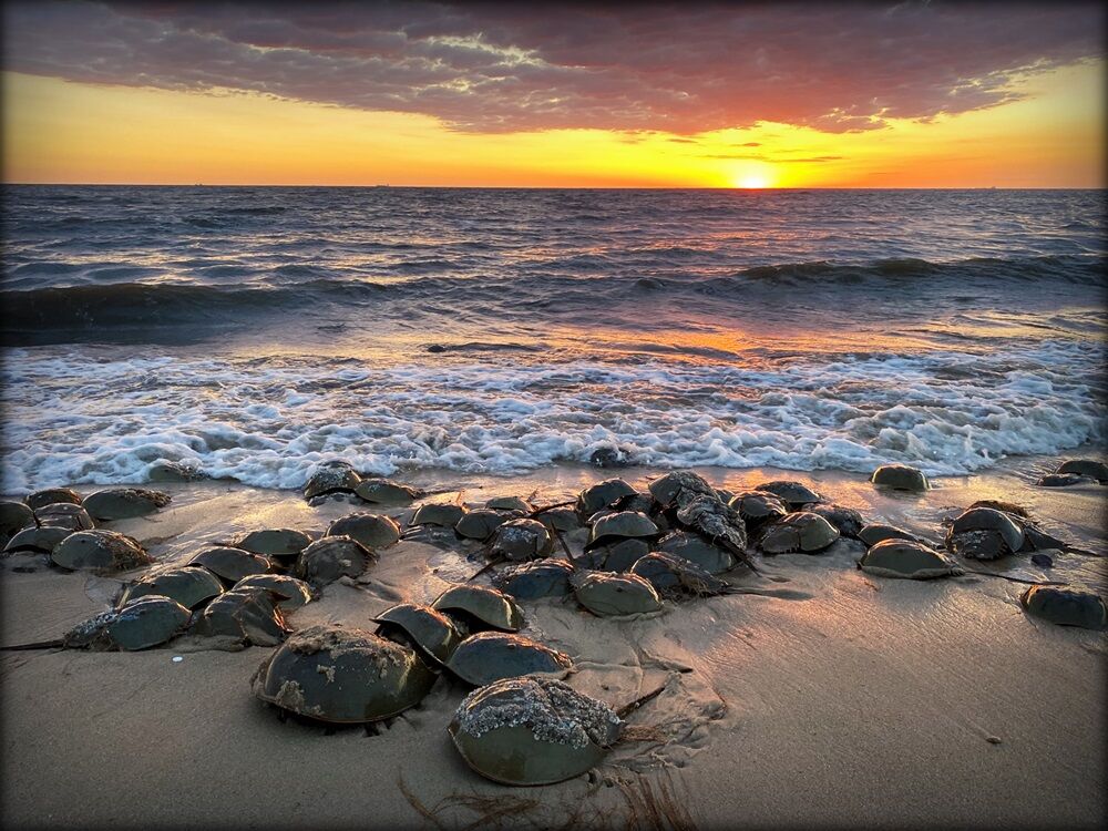 Wildlife